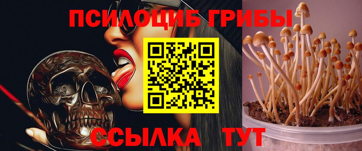 Псилоцибиновые грибы GOLDEN TEACHER Орёл